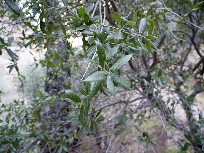 An interior (Sierra) live oak