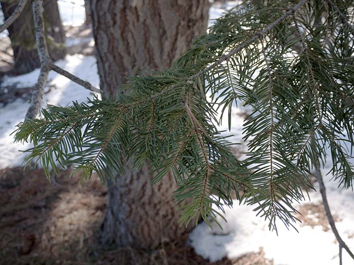Pines, firs, and snow